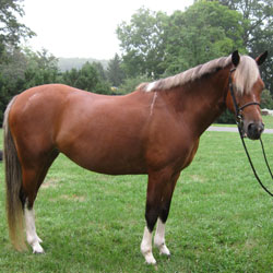Matchpoint- 13.2h, yr old,  pinto mare